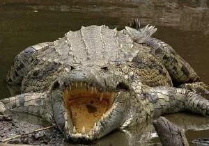 Big mouth and small ears of crocodile denotes a sales strategy of more talking and less listening.